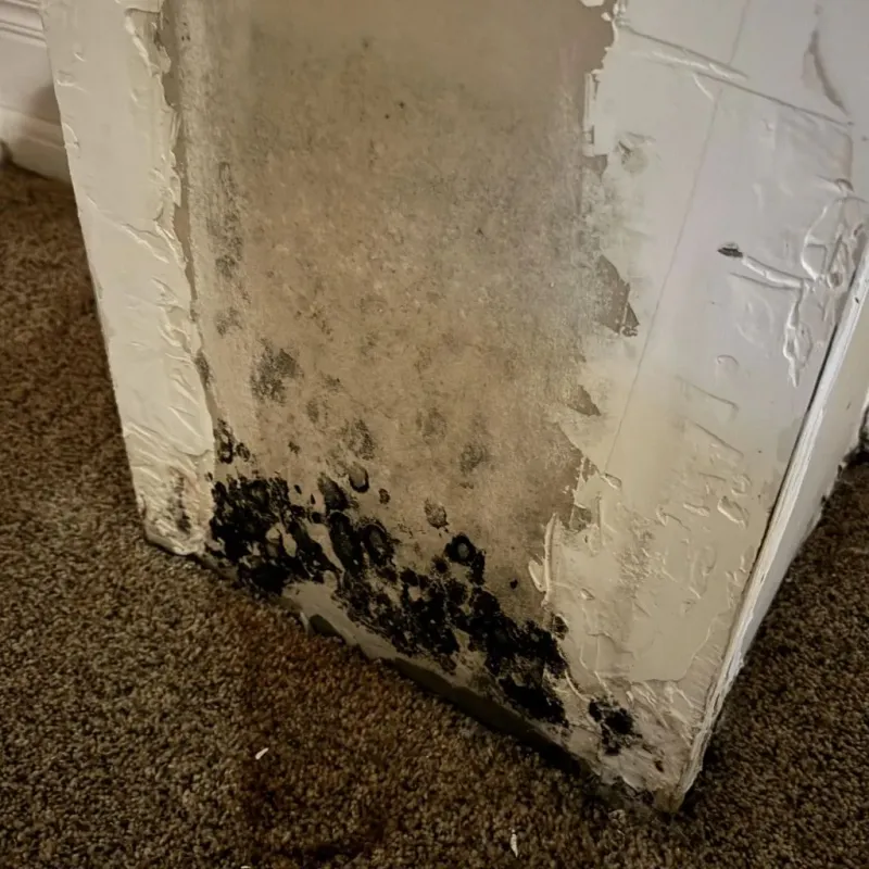 Professional Mold Removal in Bolivia, NC